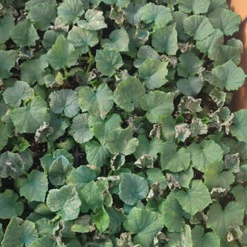 İbni Sina Fide Ömeroğulları 2700 Fidenin Yaprakları Yanmış ve Kökleri Kötü Halde Geldi