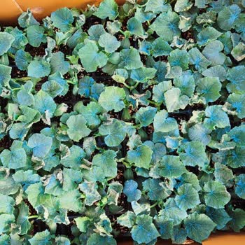 İbni Sina Fide Ömeroğulları 2700 Fidenin Yaprakları Yanmış ve Kökleri Kötü Halde Geldi