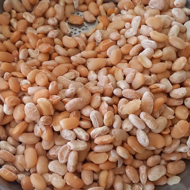 Hasata Derin Kuyu Fasulyesi Beklentileri Karşılamadı, Çözüm Bekliyorum