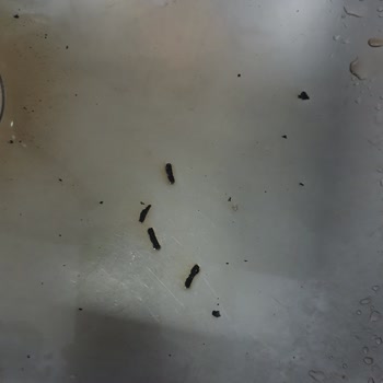 Aldığım İçecekte Siyah Parçacıklar Çıktı, Ücret İadesi İstiyorum