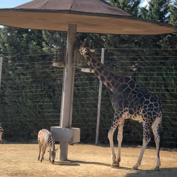 Hayvanat Bahçesinde Hayal Kırıklığı: Yüksek Ücret, Boş Alanlar!