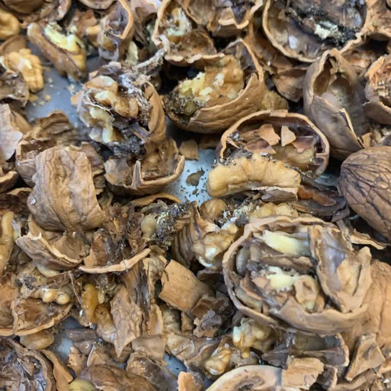 A101'den Aldığım Cevizlerin Çoğu Kurtlu Çıktı