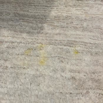 Arena Halı Yıkama (İstanbul) Halılarım 10 Gün Sonra Rengi Solmuş Ve Yolunmuş Halde Teslim Edildi