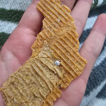 Tarhana İçerisinden Salyangoz Çıkması Ve Hijyen Endişesi