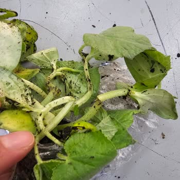 Ezilmiş Ve Parçalanmış Salatalık Fideleri Teslim Edildi, Satıcıya Ulaşamıyorum