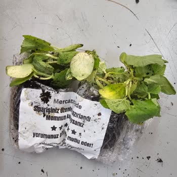 Ezilmiş Ve Parçalanmış Salatalık Fideleri Teslim Edildi, Satıcıya Ulaşamıyorum