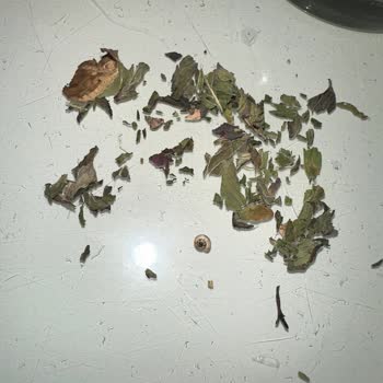 Çay Paketinden Çıkan Salyangoz Ve Karınca Hijyen Konusunda Endişe Yarattı