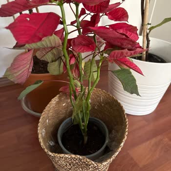 Nadir Kaktüs’ten Aldığım Bitkiler Sağlıksız Ve Eksik Geldi, Firma İlgisiz Kaldı