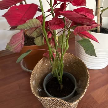 Nadir Kaktüs’ten Aldığım Bitkiler Sağlıksız Ve Eksik Geldi, Firma İlgisiz Kaldı