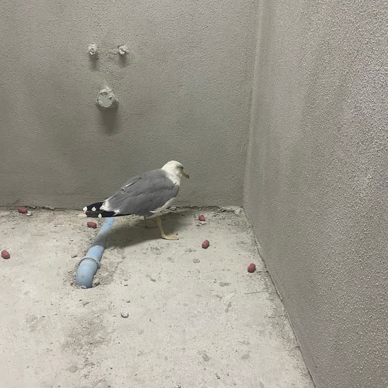 Yaralı Martı İçin Yetkililerden Hızlı Müdahale Bekliyorum