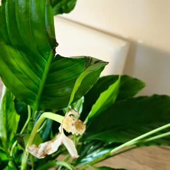 Solmuş Ve Kırık Çiçek, Söz Verilen Teslimat Yapılmadı!