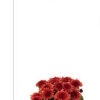 Görseldekiyle Alakasız Küçük Fide Gönderildi, Yanıltıcı Ürün