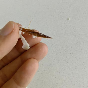 Kaşar Peynirinin İçinden Tahta Parçası Çıktı!