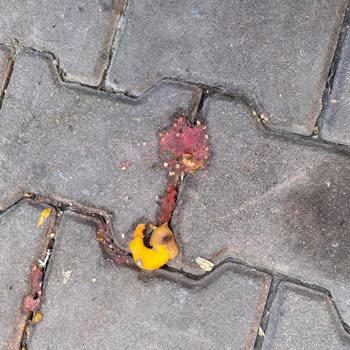 Pazar Sonrası Sokakların Yıkanmaması Ve Kötü Koku Sorunu