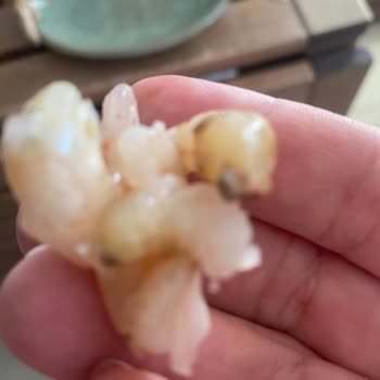 Dondurulmuş Karides Ürününde Hijyen ve Temizlik Problemi