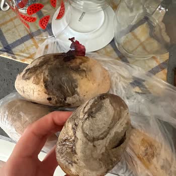 Migros Sanal Marketten Defalarca Çürük Patates Teslim Edilmesi Mağduriyet Yaşattı