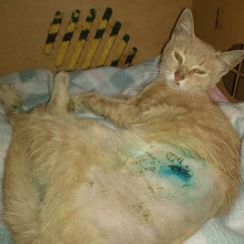 Yetersiz Tedavi Sonrası Sokak Kedisi Tekrar Risk Altında Bırakıldı