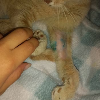 Yetersiz Tedavi Sonrası Sokak Kedisi Tekrar Risk Altında Bırakıldı