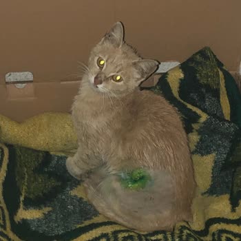 Yetersiz Tedavi Sonrası Sokak Kedisi Tekrar Risk Altında Bırakıldı