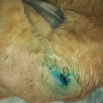 Çekmeköy Belediyesi Sokak Hayvanlarına Yönelik İhmal Ve Yetersiz Tedaviye Tepki!