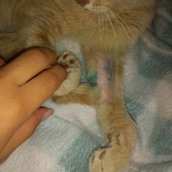 Çekmeköy Belediyesi Sokak Hayvanlarına Yönelik İhmal Ve Yetersiz Tedaviye Tepki!