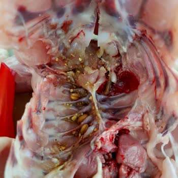 Lezita Bütün Piliçte Hijyen Sorunu Ve Müşteri Hizmetlerinden Geri Dönüş Alamadım