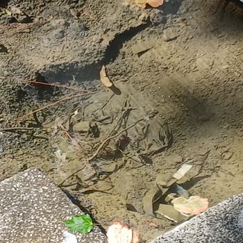 İSKİ Su Kaçağı İhbarına Günlerdir Çözüm Gelmiyor