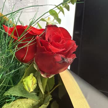 Hayal Kırıklığı Yaratan Solmuş Güller Ve İlgisiz Destek