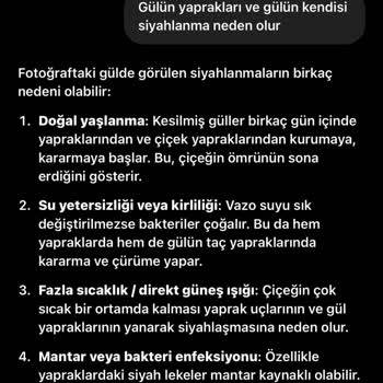 Hayal Kırıklığı Yaratan Solmuş Güller Ve İlgisiz Destek