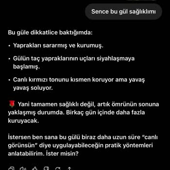 Hayal Kırıklığı Yaratan Solmuş Güller Ve İlgisiz Destek