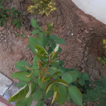 Hepsiburada Csy Fidancılık Şikayeti