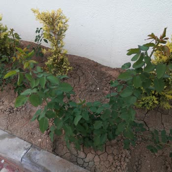 Hepsiburada Csy Fidancılık Şikayeti