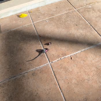 Temizlik Sorunları Ve Hijyen Eksikliği Konaklamamızı Olumsuz Etkiledi