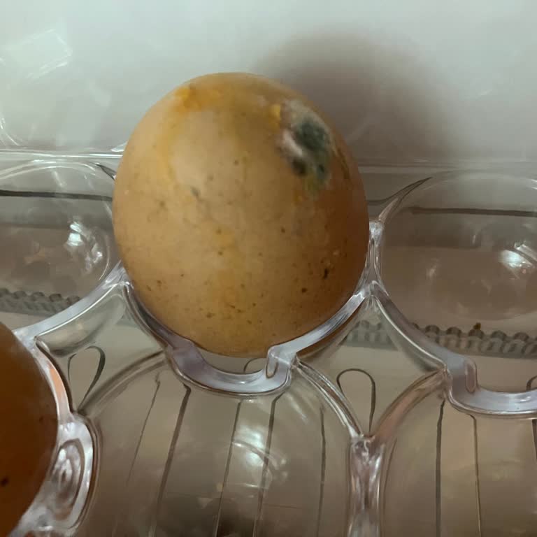 Migros Sanal Marketten Aldığım Ürünlerde Küf Ve Böcek Sorunu Yaşadım Aksiyon Alınmadı