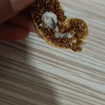 Aldığım Kuru İncirde Küf Benzeri Yapılarla Karşılaştım, Sağlığım Tehlikede