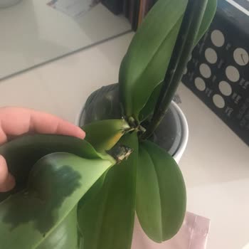 Teslim Edilen Orkide Kısa Sürede Yapraklarını Döktü Ve Çürük Çıktı