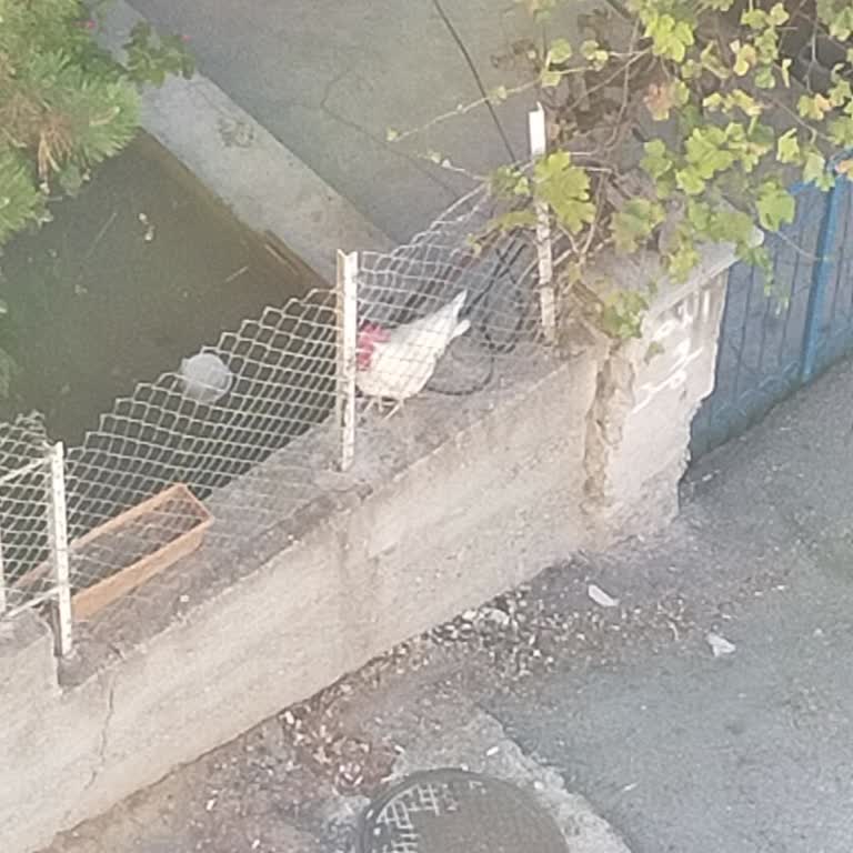 Yenimahalle Belediyesi Gece Boyu Öten Horoz Nedeniyle Mahallede Uyku Düzenimiz Bozuldu