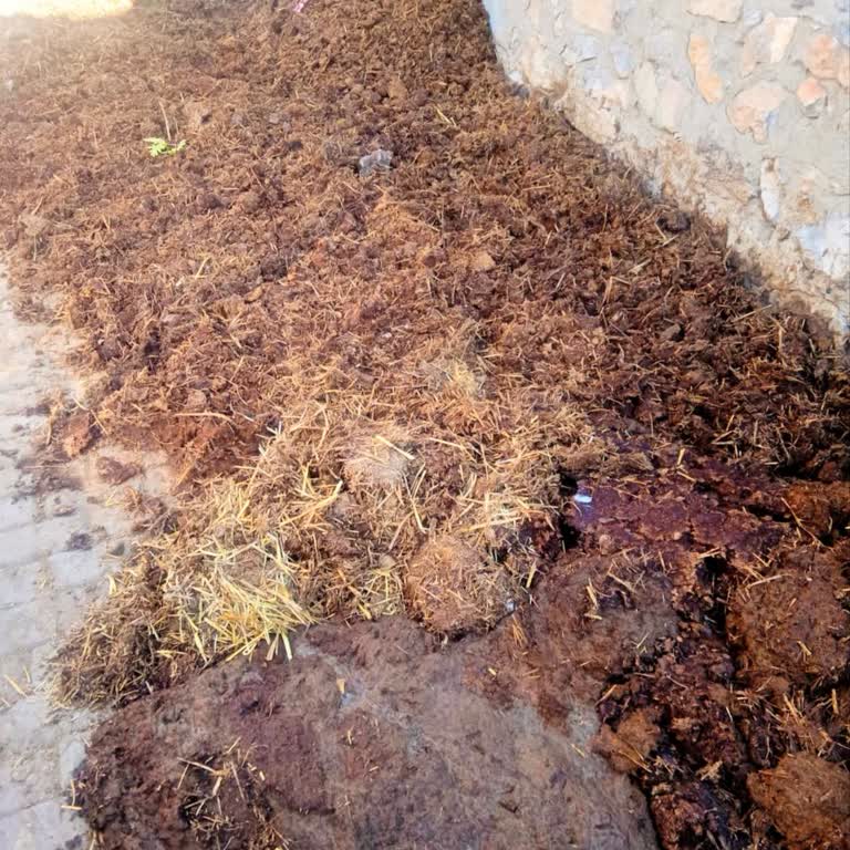 Komşumun Evimin Önüne Sürekli Hayvan Gübresi Dökmesinden Şikayetçiyim