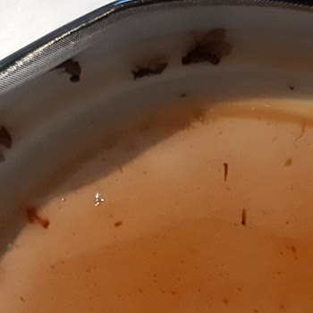 Aldığım Reçelin İçinde Sinek Çıktı, İade Ve Açıklama İstiyorum