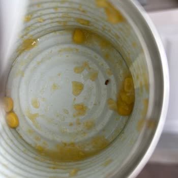 Konserve Mısırdan Böcek Çıkması: Sağlığımız Tehdit Altında!