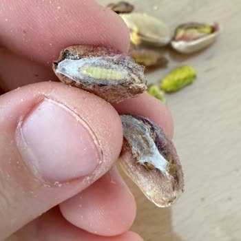 Özçiğdem Kuruyemiş Aldığım Antep Fıstığı Paketi Kurt Ve Bozuk Ürünlerle Dolu Çıktı