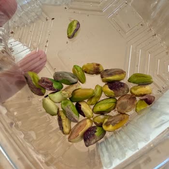 Özçiğdem Kuruyemiş Aldığım Antep Fıstığı Paketi Kurt Ve Bozuk Ürünlerle Dolu Çıktı