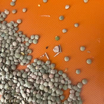 Duru Bulgur Yerli Yeşil Mercimek Şikayeti