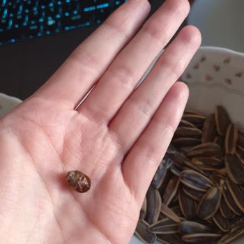 Ay Çekirdeği Paketinden Böcek Çıkması: Hijyen Endişesi Ve Yanıtsız Şikayet