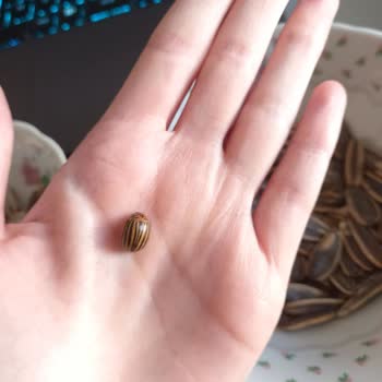 Ay Çekirdeği Paketinden Böcek Çıkması: Hijyen Endişesi Ve Yanıtsız Şikayet