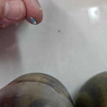 Superfresh Ev Mantısı'ndan Mavi Plastik Parçası Çıktı