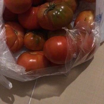 Teslim Edilen Meyve Ve Sebzelerin Kalitesiz Ve Çürük Olması