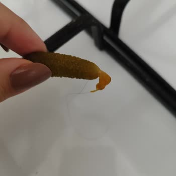 Kornişon Turşudan Çıkan Kıl Hijyen Endişesi Yarattı