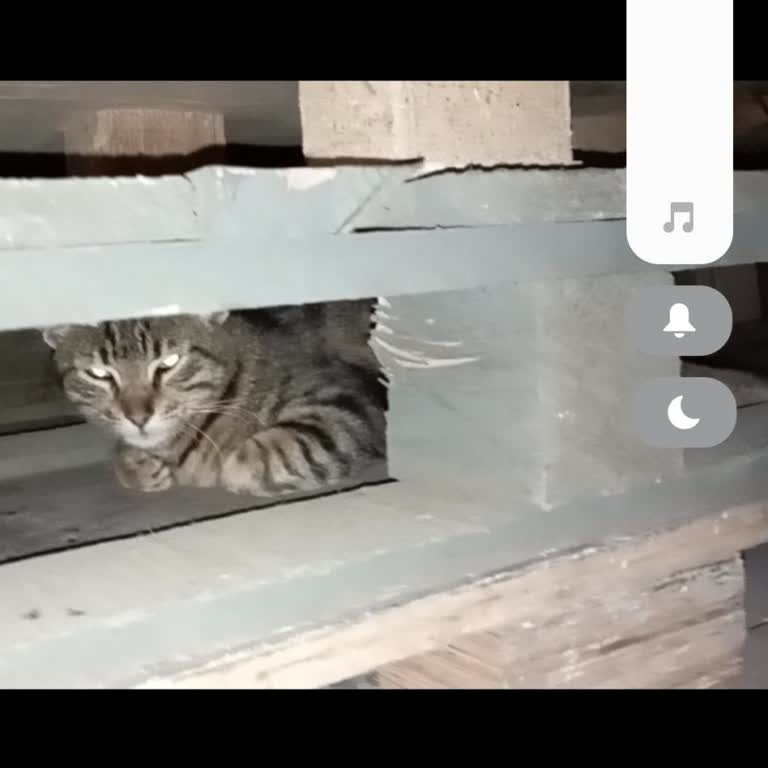 Hayvan Ambulans Hizmetinin Sınırlı Bölgelere Sunulması Mağduriyet Yaratıyor