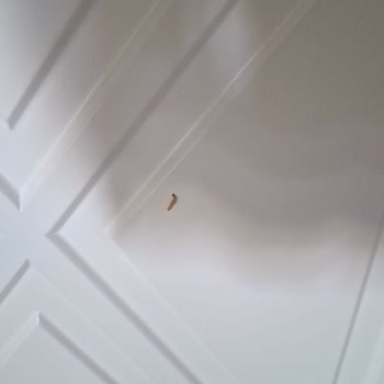 Aldığım Cevizlerden Kurt Çıktı, Migros Sorunumu Çözmedi